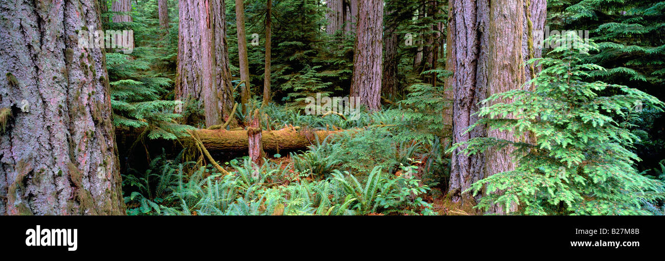 Cathedral Grove - Old Growth Temperate Rainforest in MacMillan Provincial Park, Vancouver Island, BC, British Columbia, Canada Stock Photo