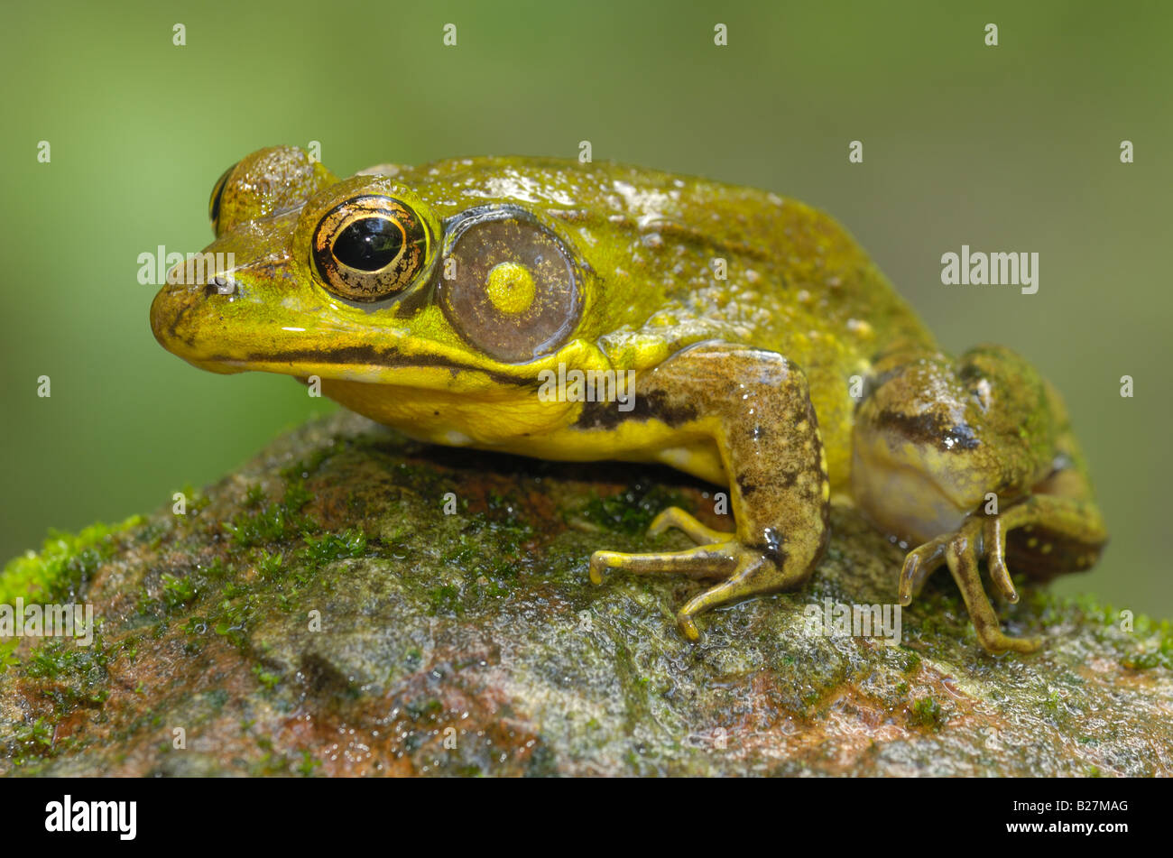 Palatka florida hires stock photography and images Alamy