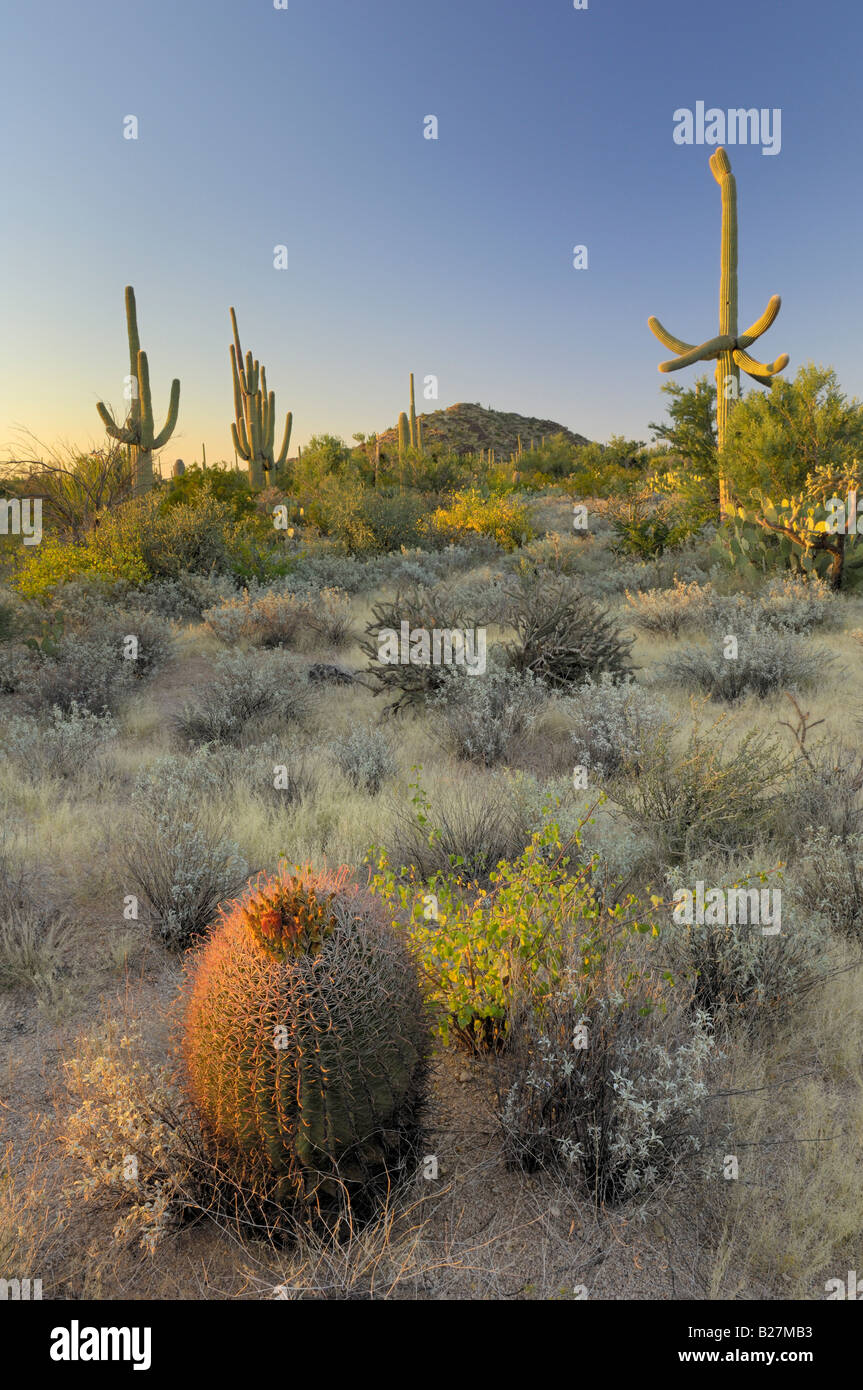 The desert landscape at Saguaro National Park, Tucson, Arizona Stock