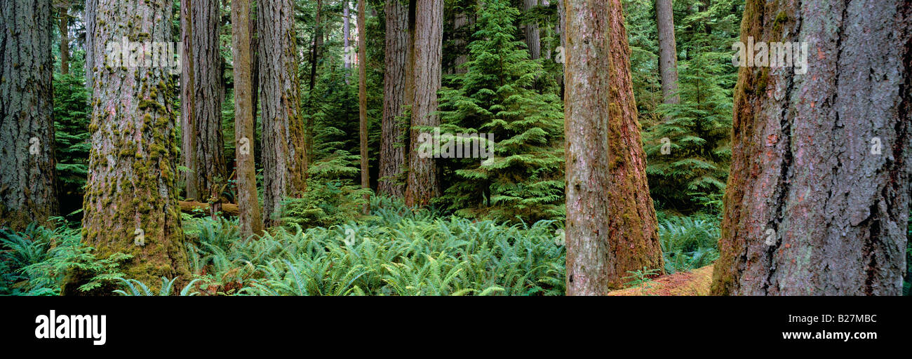 Cathedral Grove - Old Growth Temperate Rainforest in MacMillan Provincial Park, Vancouver Island, BC, British Columbia, Canada Stock Photo