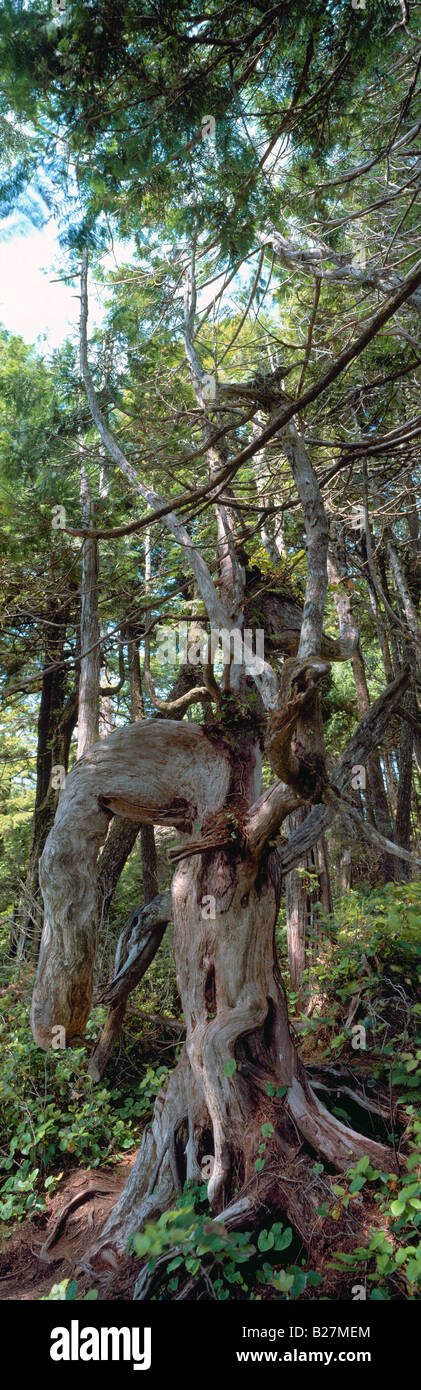 Twisted tree forms hi-res stock photography and images - Alamy