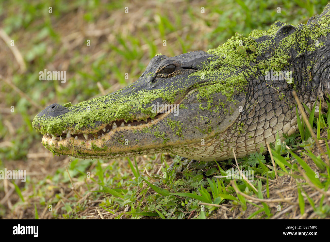 American Alligator Paynes covered in duckweed, Paynes Prairie State Preserve, Florida Stock Photo