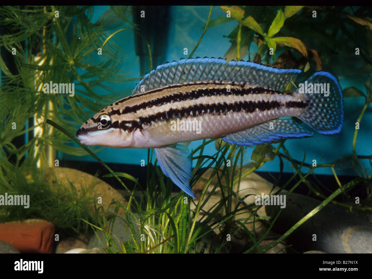 Julidochromis dickfeldi, Tanganika Lake Cichlid, Africa Stock Photo