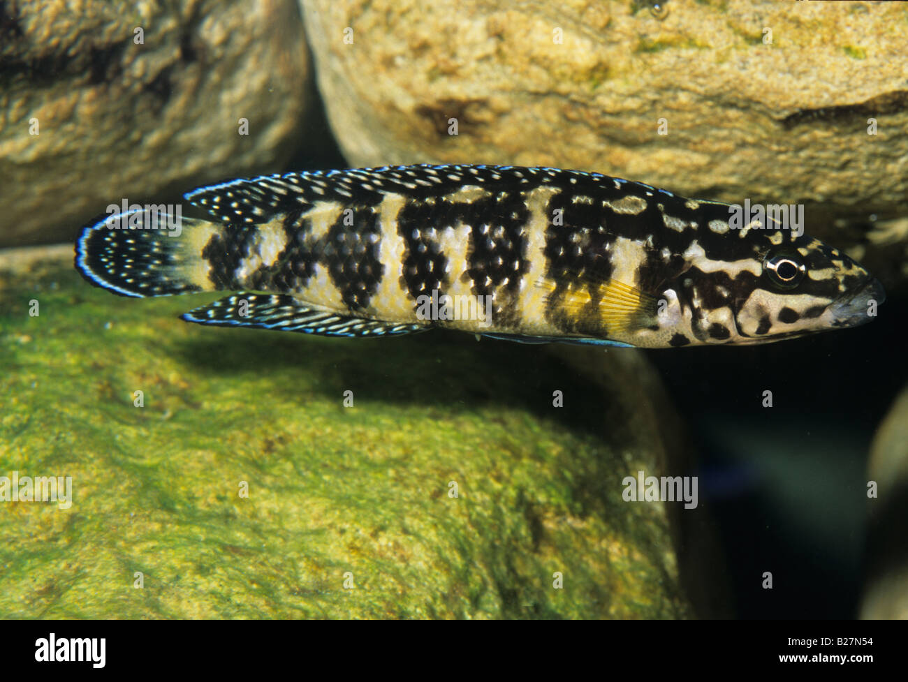 Julidochromis transcriptus gombi, Tanganika Lake Cichlid, Africa Stock Photo