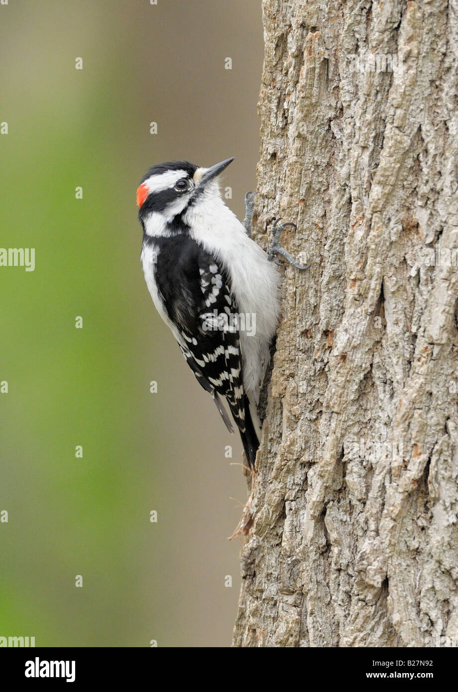 Downy Woodpecker perched on side of tree trunk, Southold New York Stock Photo