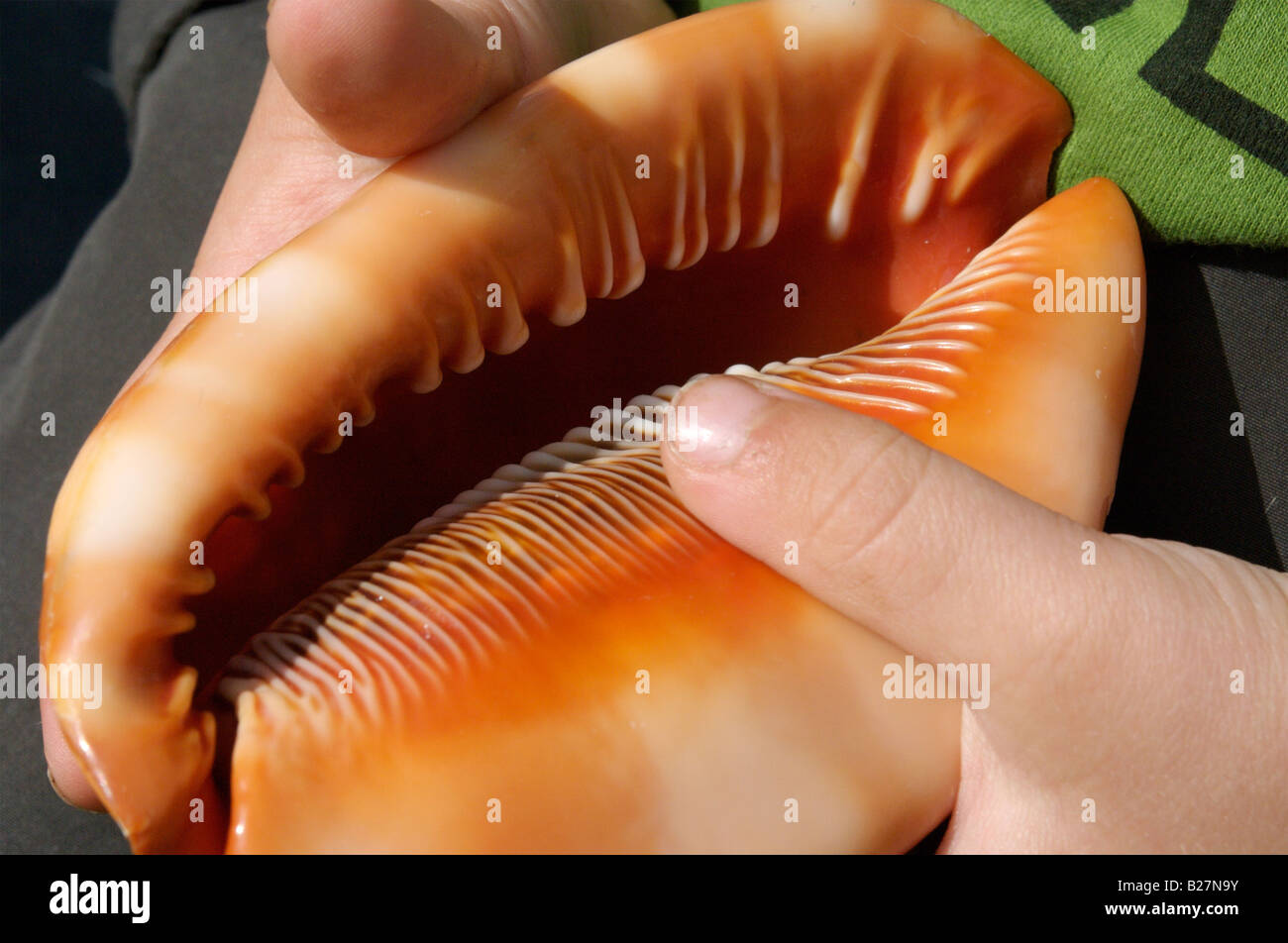 Seashell Play A toddler playing with a seashell Stock Photo - Alamy
