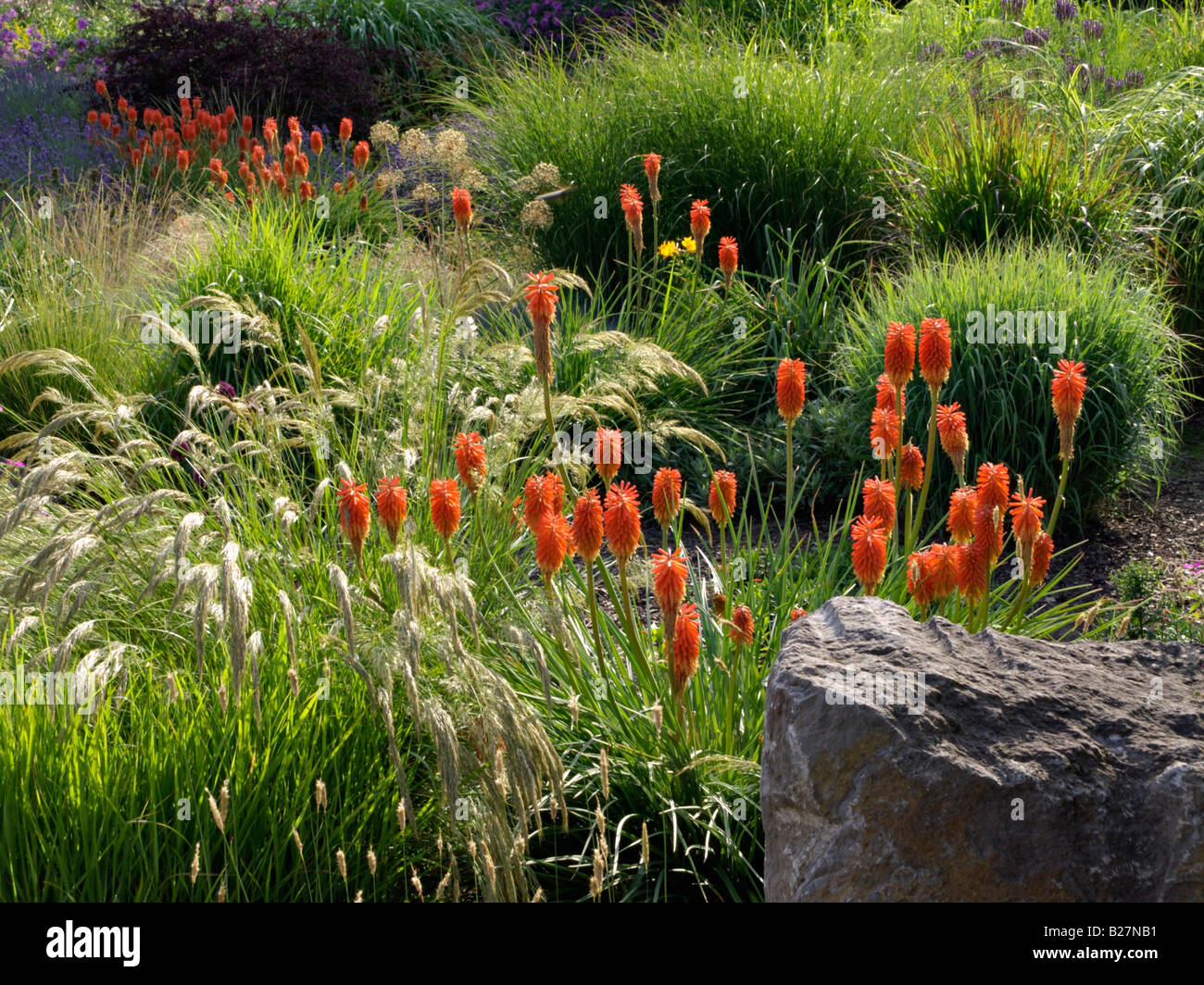 Torch lily (Kniphofia) with grasses Stock Photo