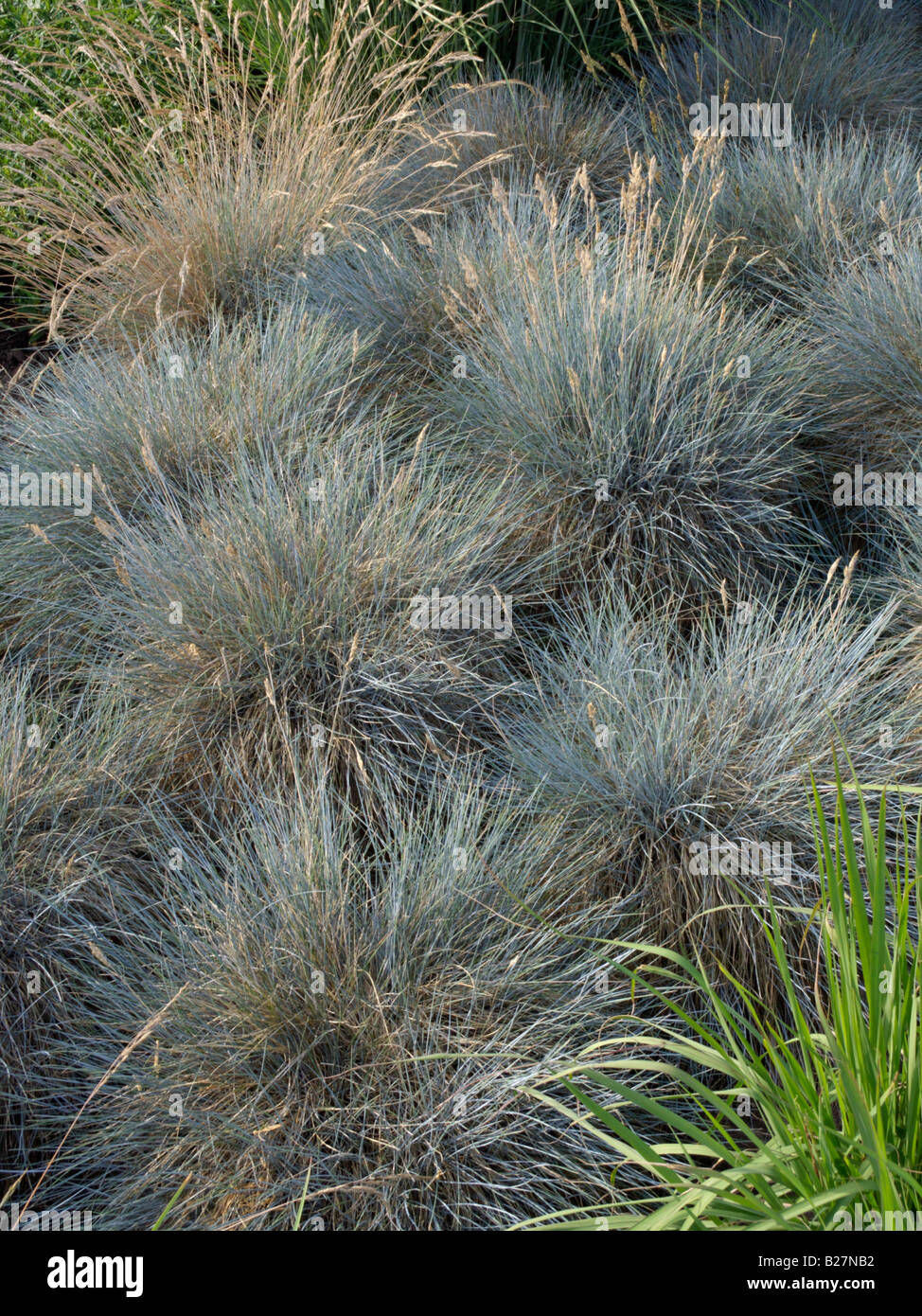 Blue fescue (Festuca cinerea syn. Festuca glauca Stock Photo Alamy