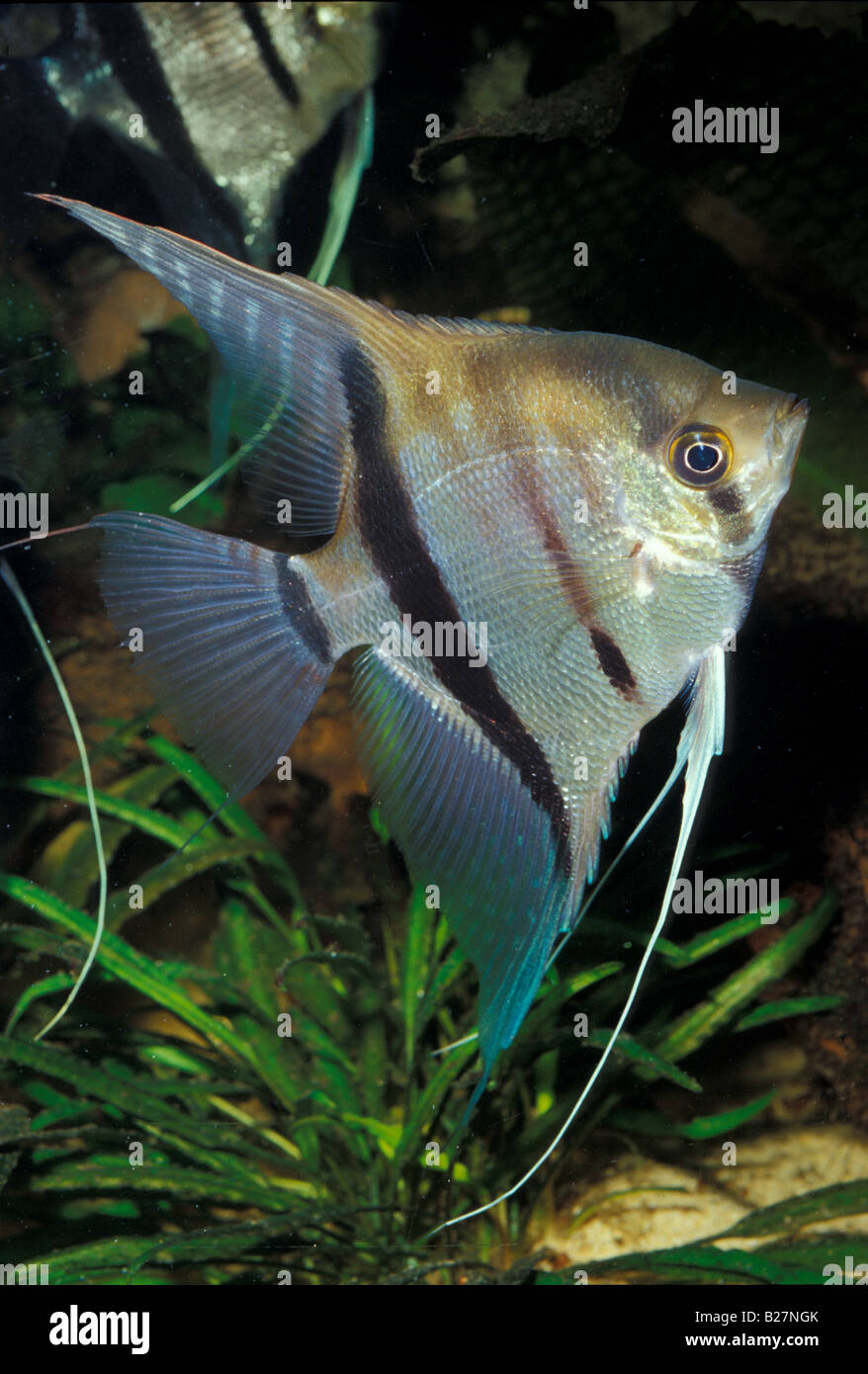Pterophyllum scalare Guyana Manacapuru Red Back Angel Fish, South America Cichlid Stock Photo