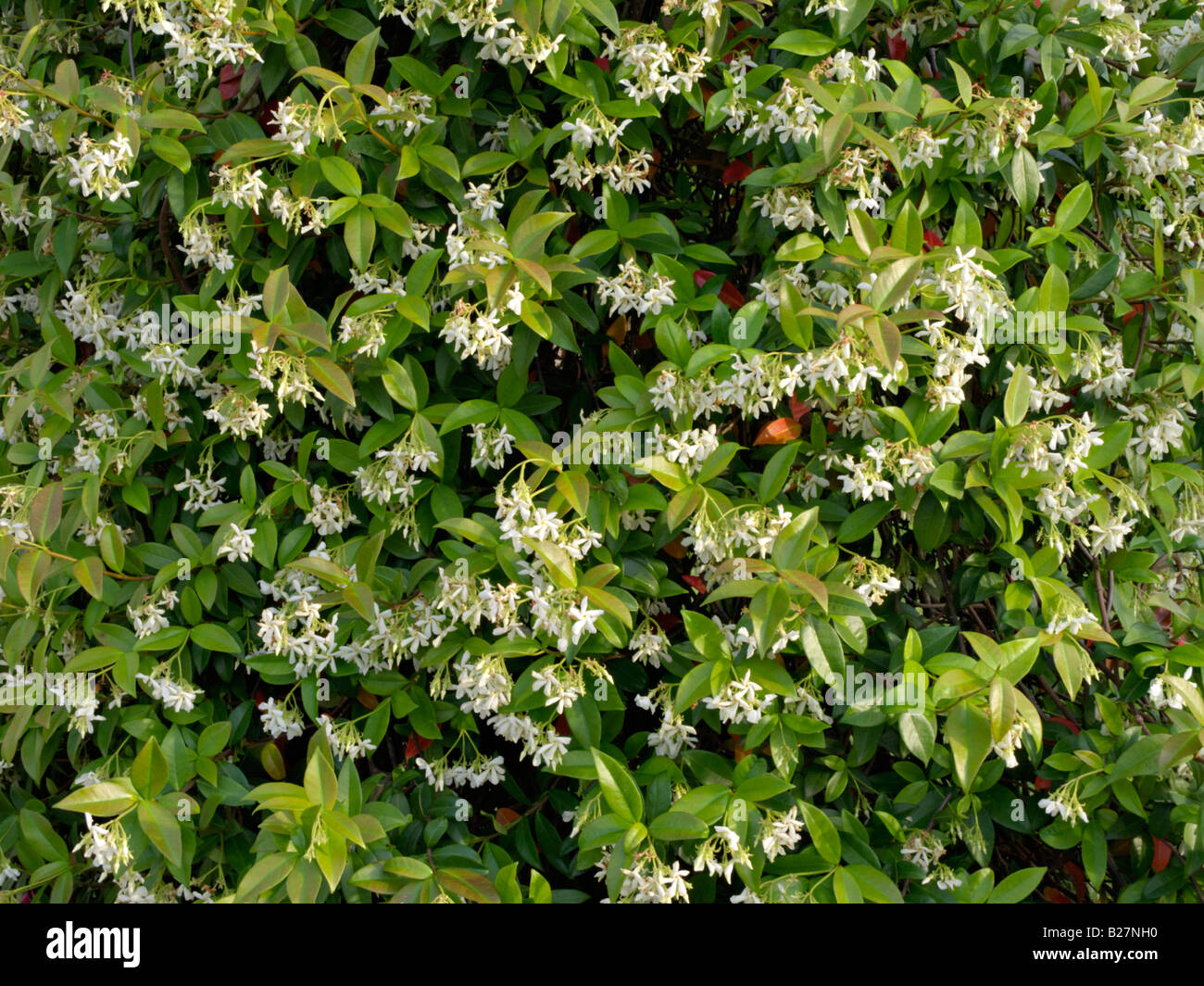 Star jasmine (Trachelospermum jasminoides) Stock Photo