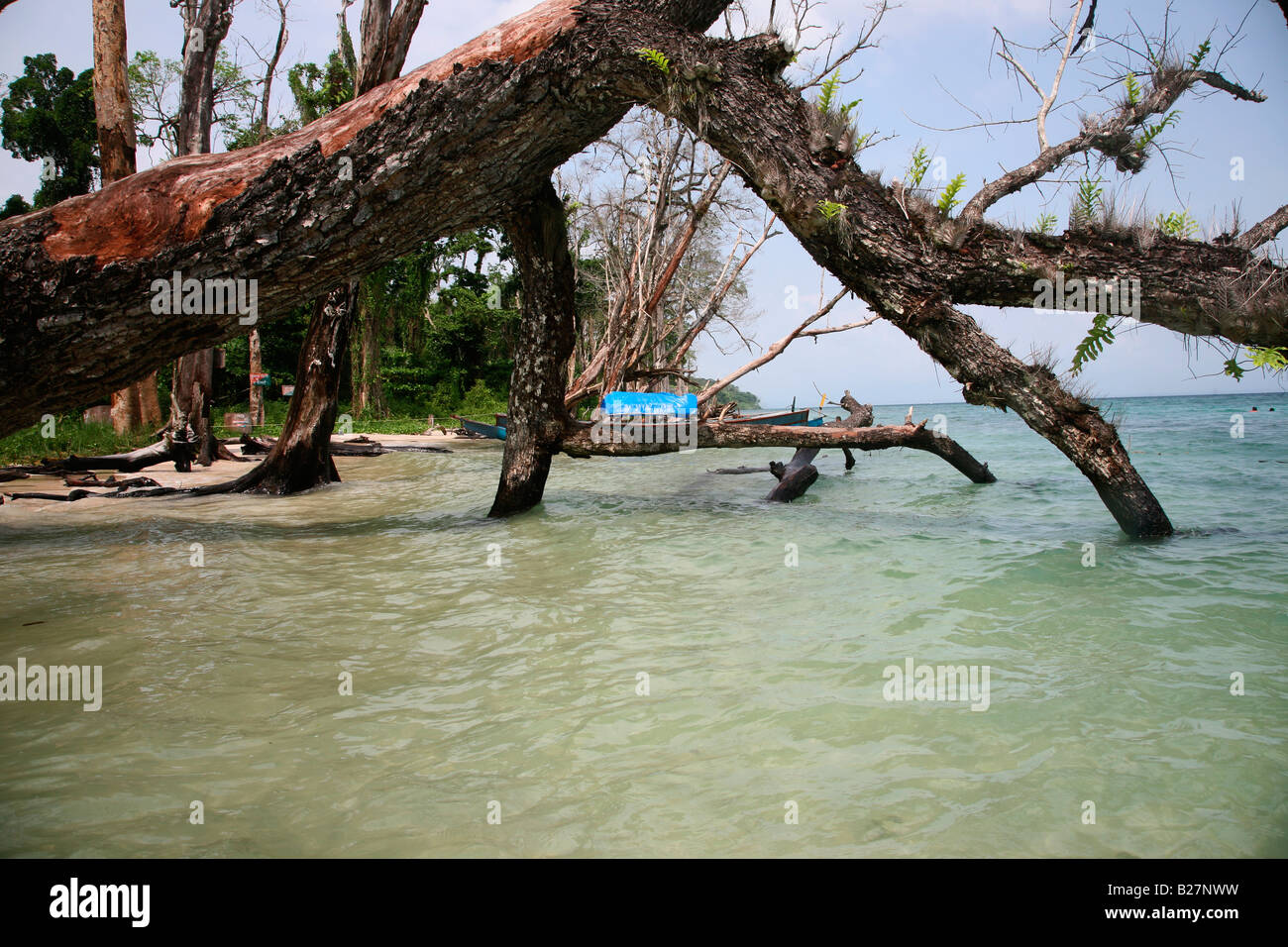 Tree branches touching the sea water at havelock island,Andaman,india Stock Photo