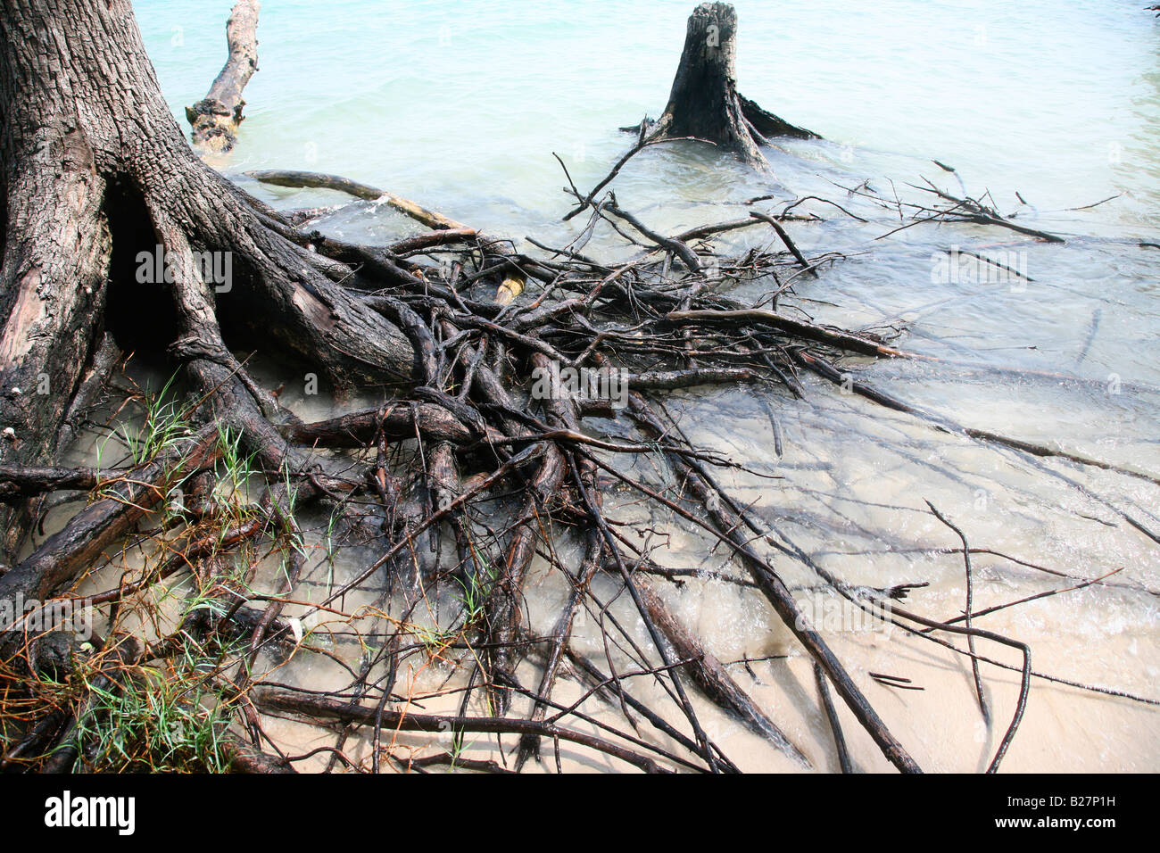Exposed roots of a big tree at havelock island,Andaman,India Stock Photo