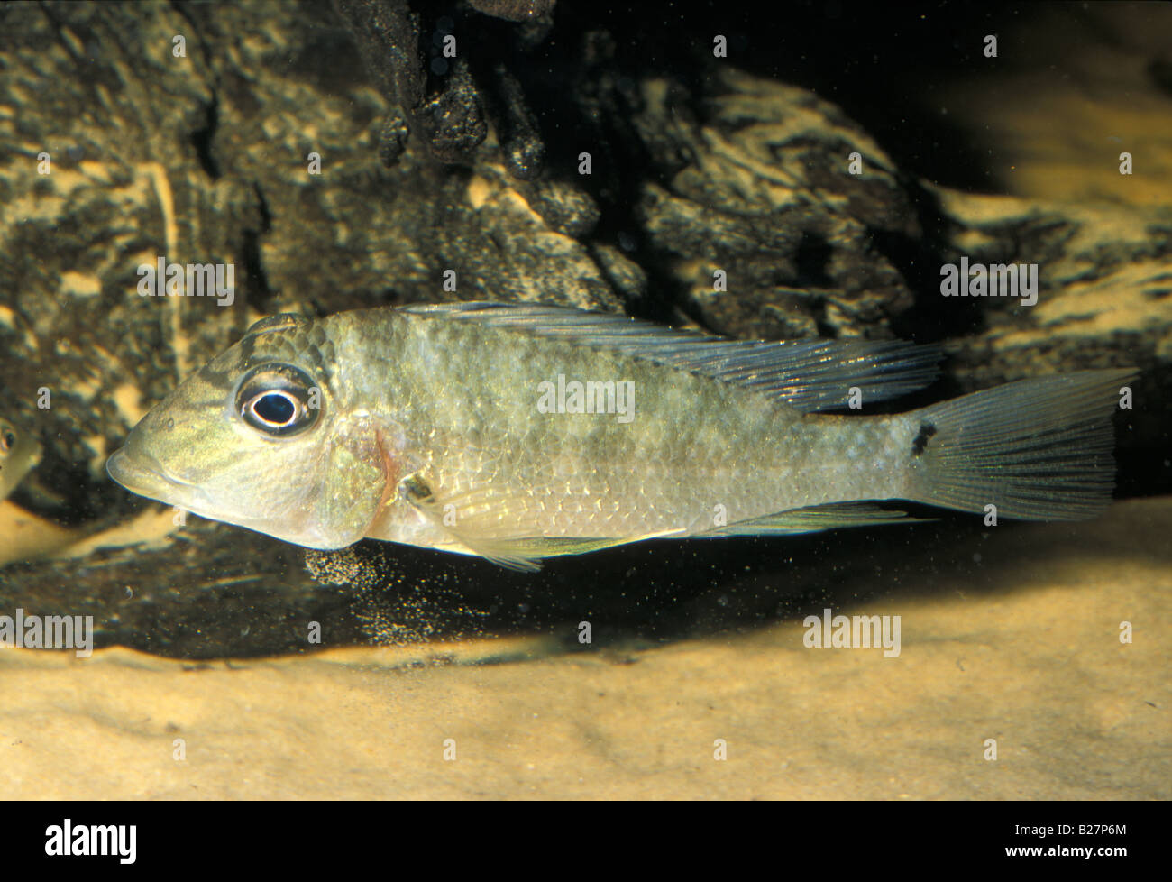 Geophagus jurupari, South America Earth-Eater Cichlid Stock Photo - Alamy