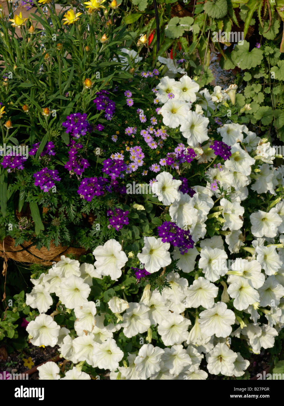 Vervains (Verbena), cut-leaved daisy (Brachyscome) and petunias (Petunia) Stock Photo