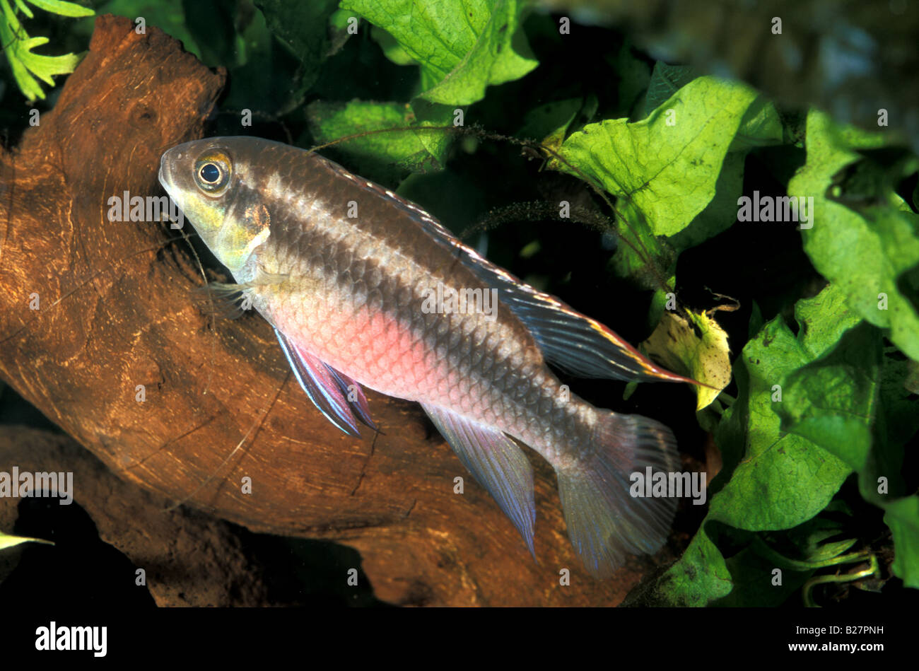 Pelvicachromis pulcher, female, Dward Cichlid, Africa Stock Photo