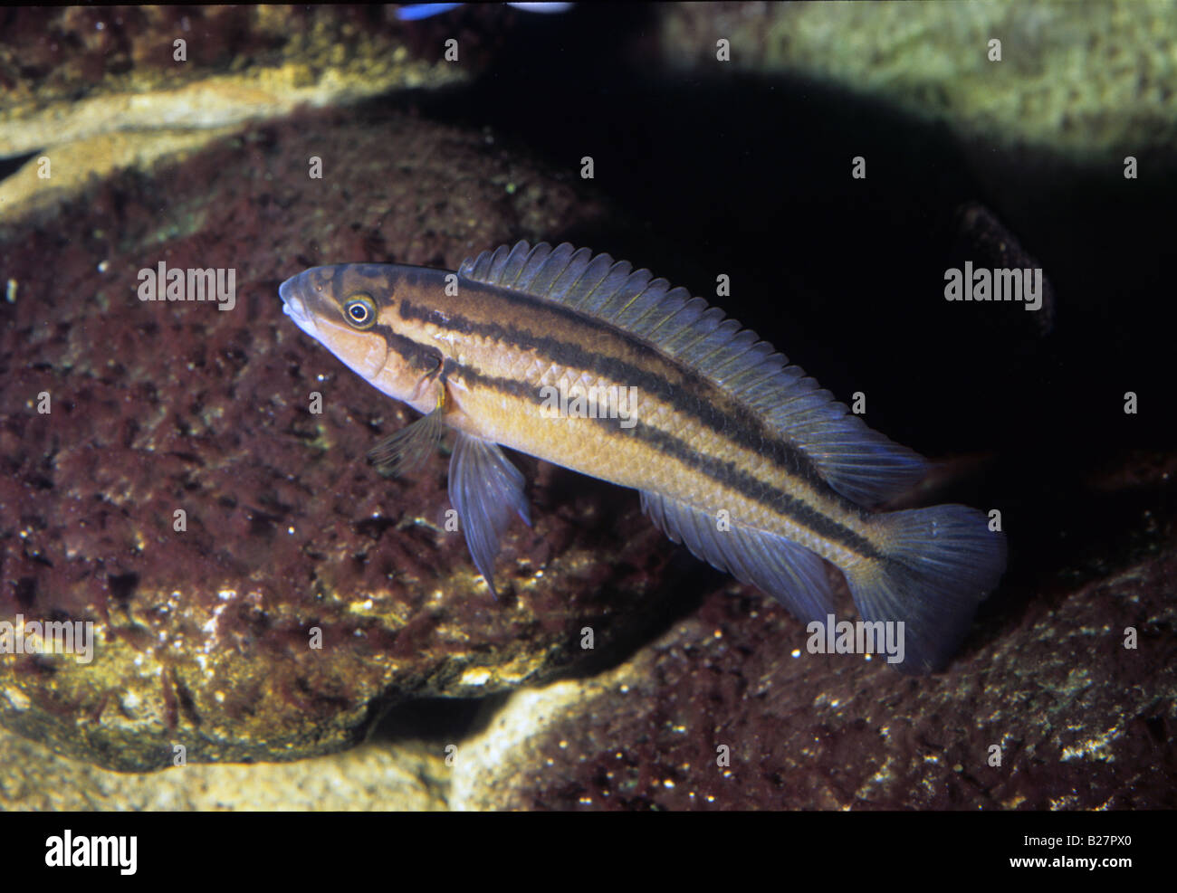 Chalinochromis popelini, Tanganika Lake Cichlid, Africa Stock Photo