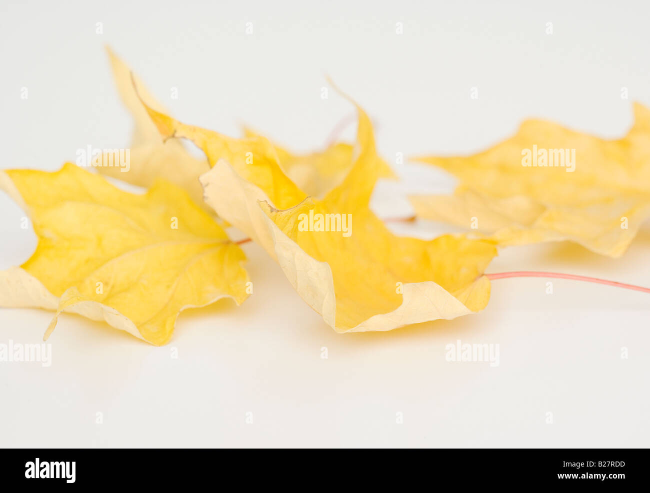 Close up shot leaves hi-res stock photography and images - Alamy