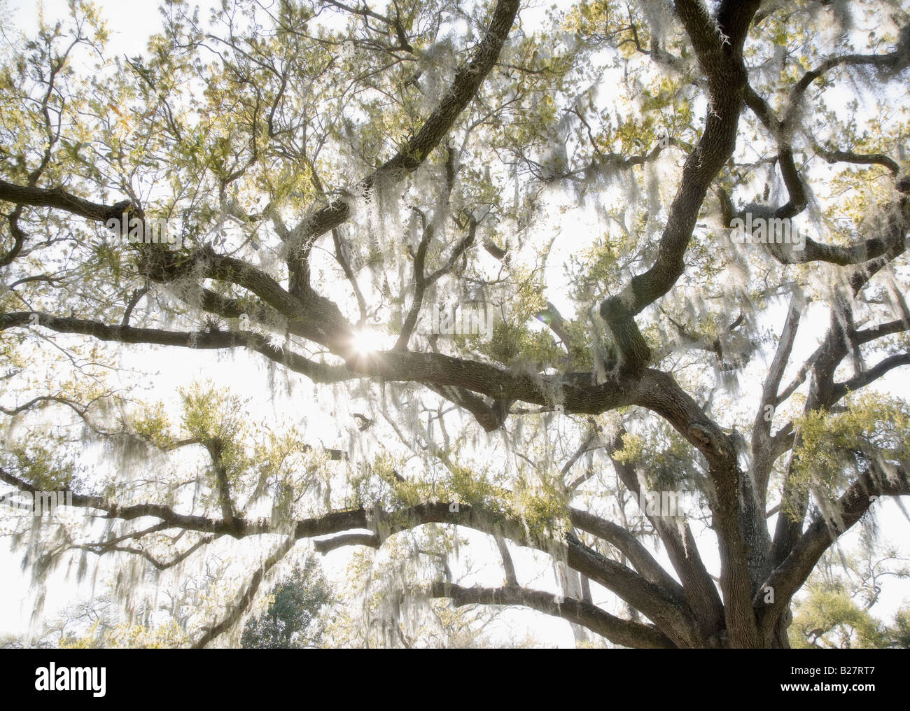 Spanish moss hi-res stock photography and images - Alamy