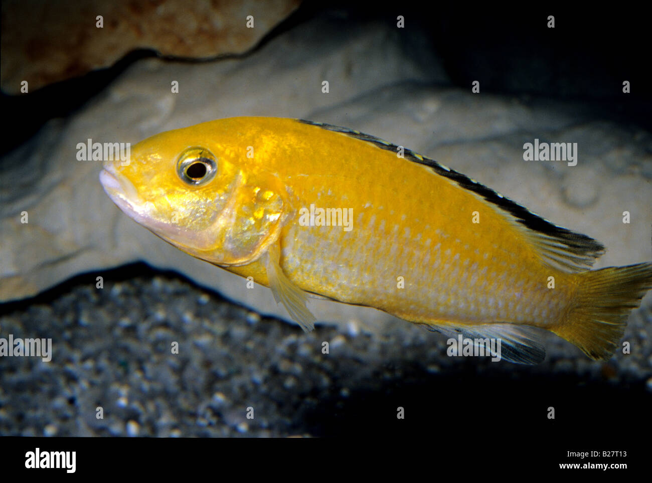 Labidochromis coeruleus yellow, Malawi Lake cichlid, Africa Stock Photo