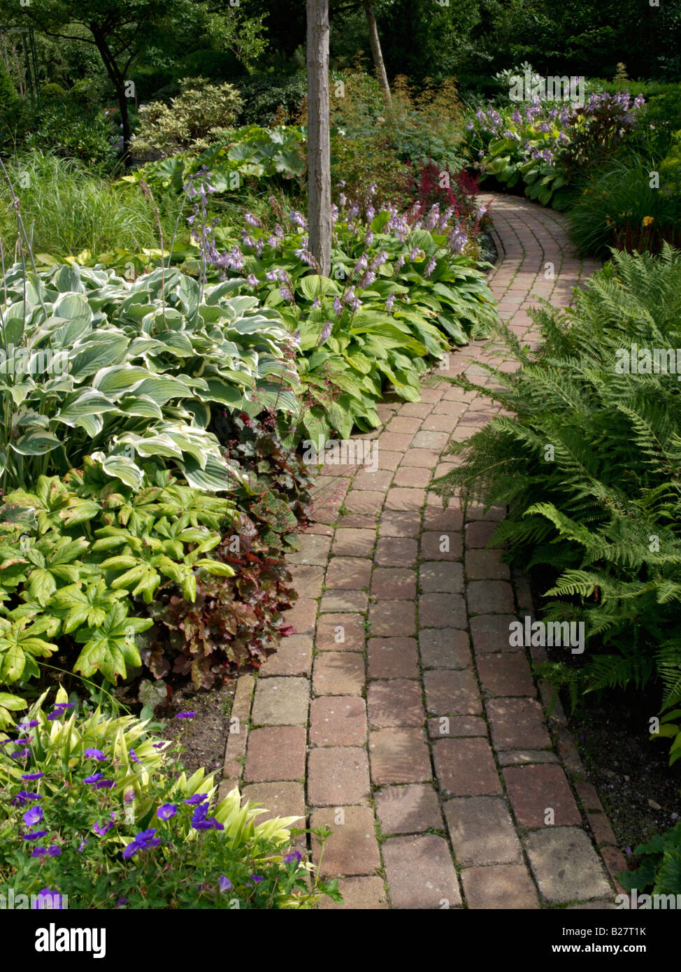 Plantain lily (Hosta) Stock Photo