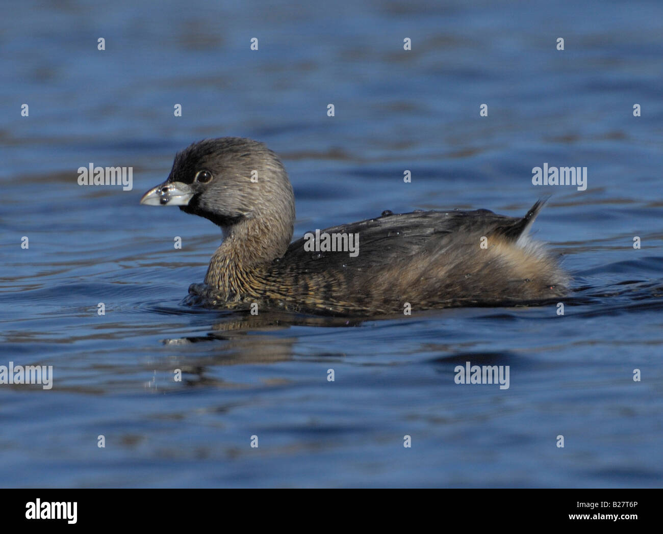 Pied billed Grebe Connetquot River State Park Oakdale New York Stock Photo