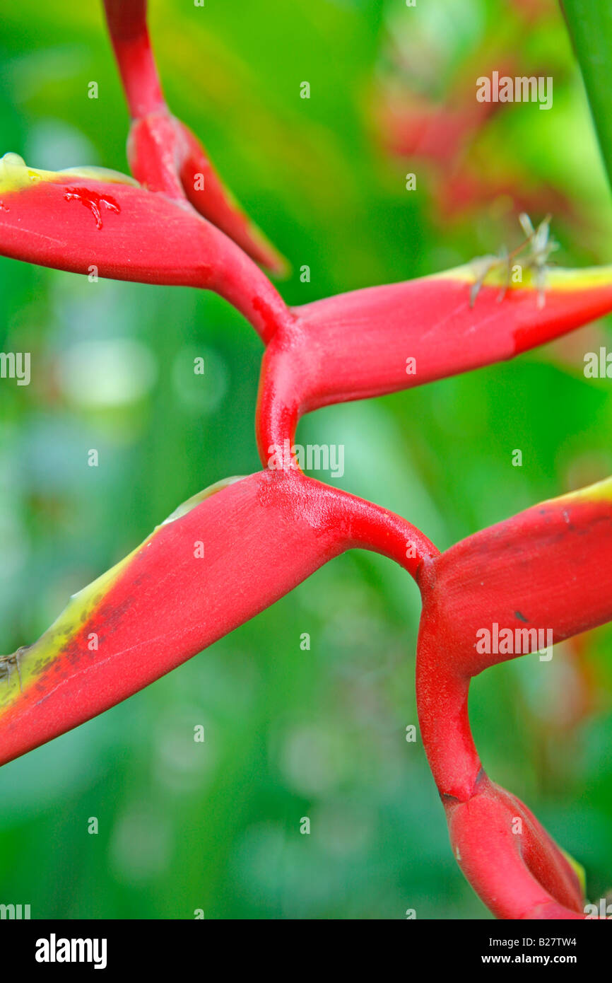 Heliconia Flower in Costa Rica Stock Photo
