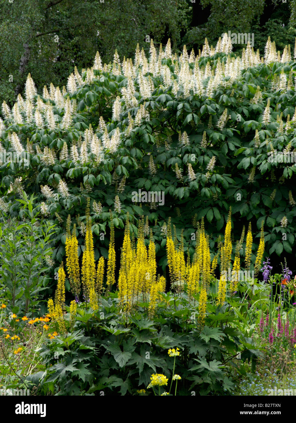 Leopard plant (Ligularia stenocephala) and dwarf buckeye (Aesculus parviflora) Stock Photo