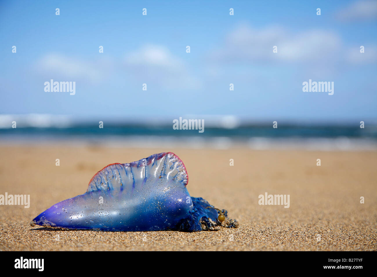 Jellyfish on the beach Stock Photo