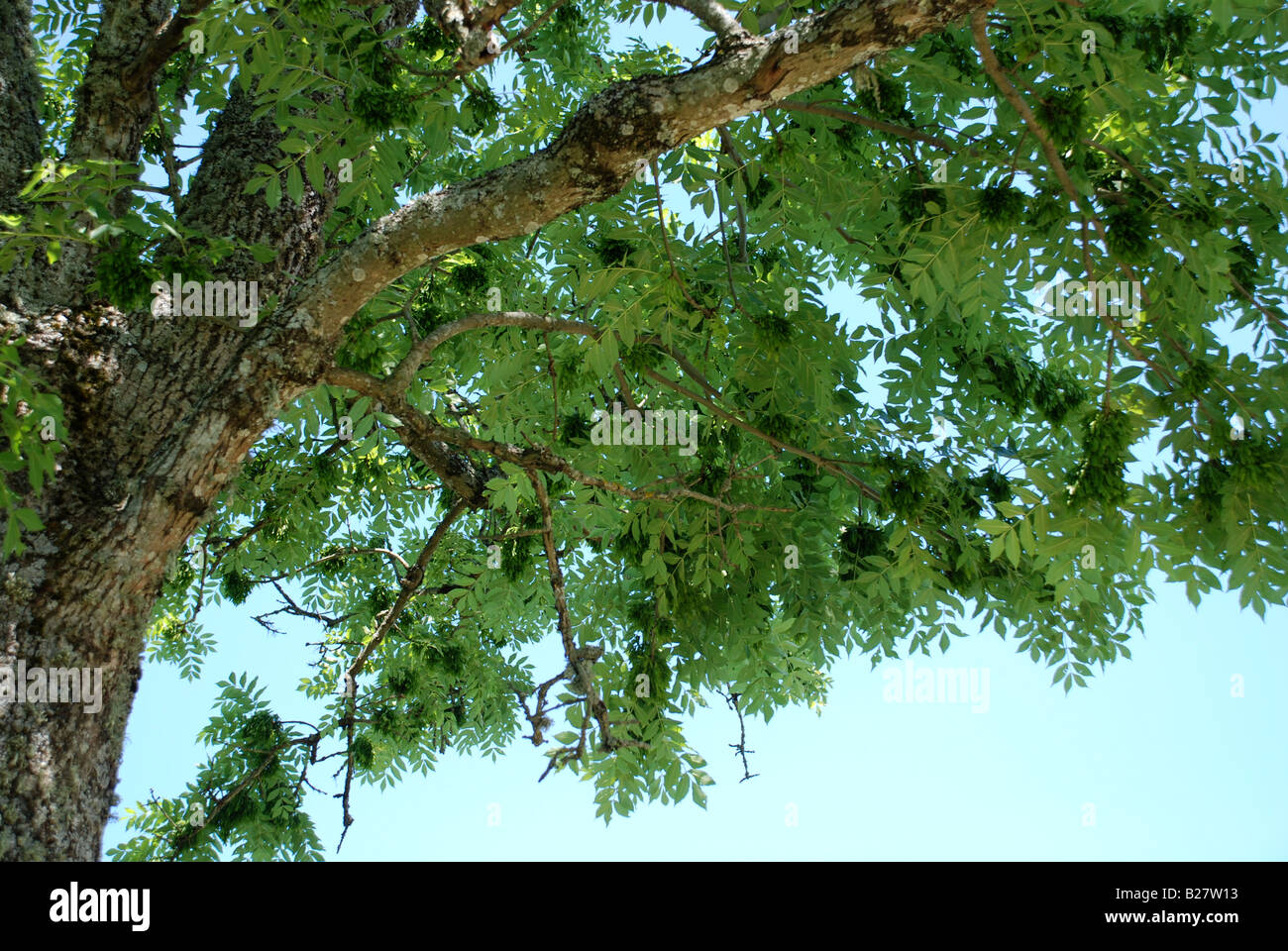 seed cluster on a ash Stock Photo Alamy