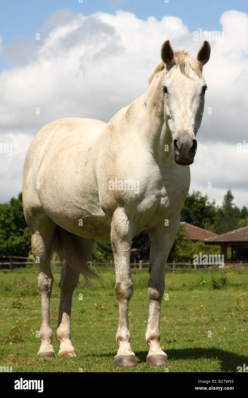 A horse in a paddock. Stock Photo