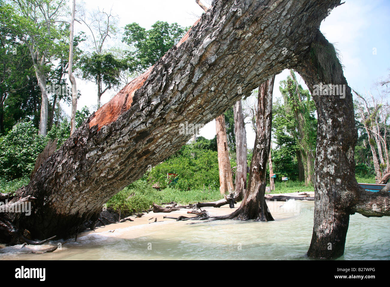 Trees at havelock island,Andaman,India Stock Photo