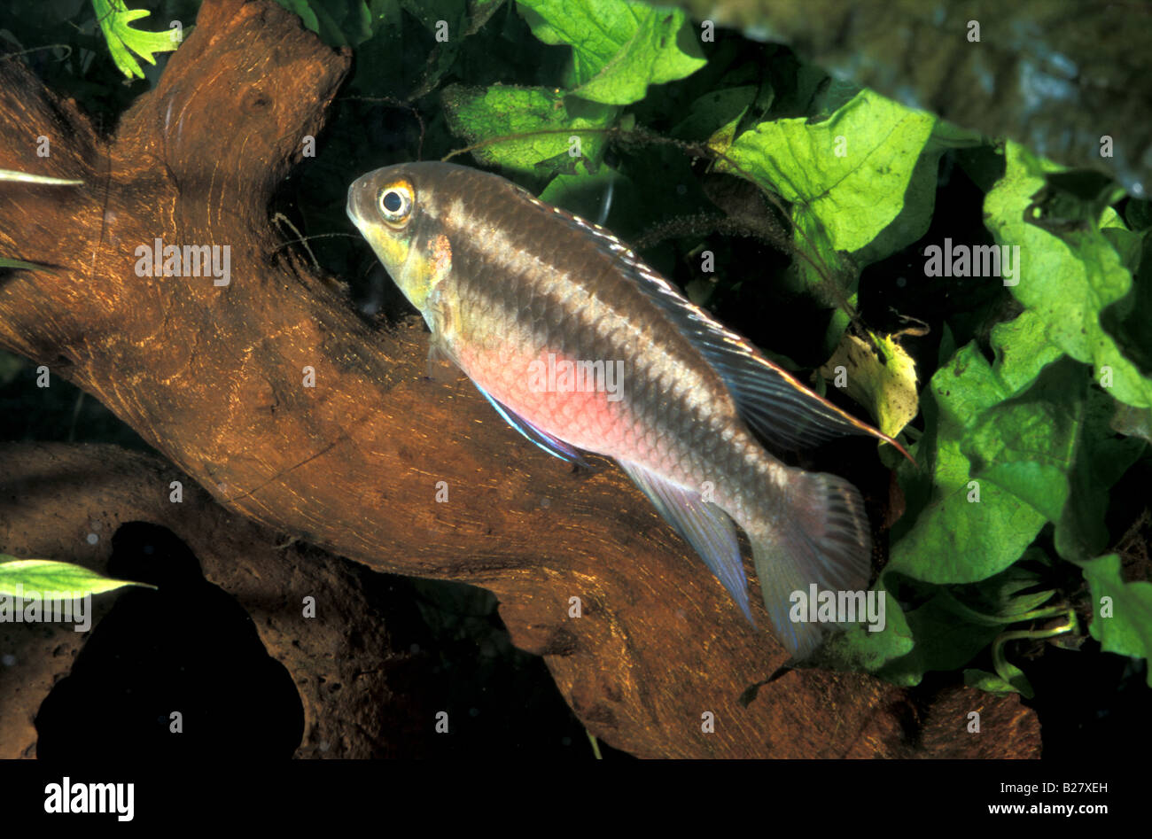 Pelvicachromis pulcher, Dward Cichlid, Africa Stock Photo