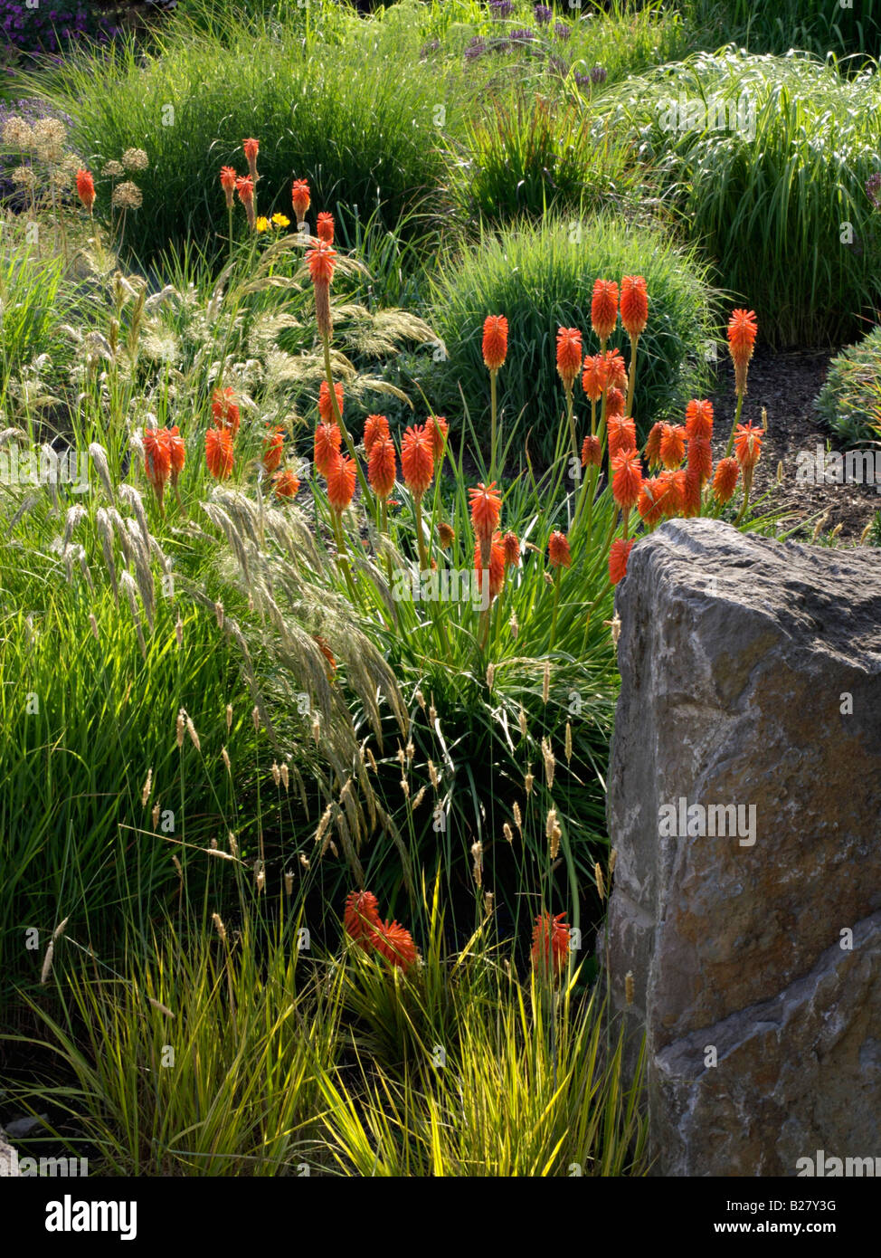 Torch lily (Kniphofia) with grasses Stock Photo