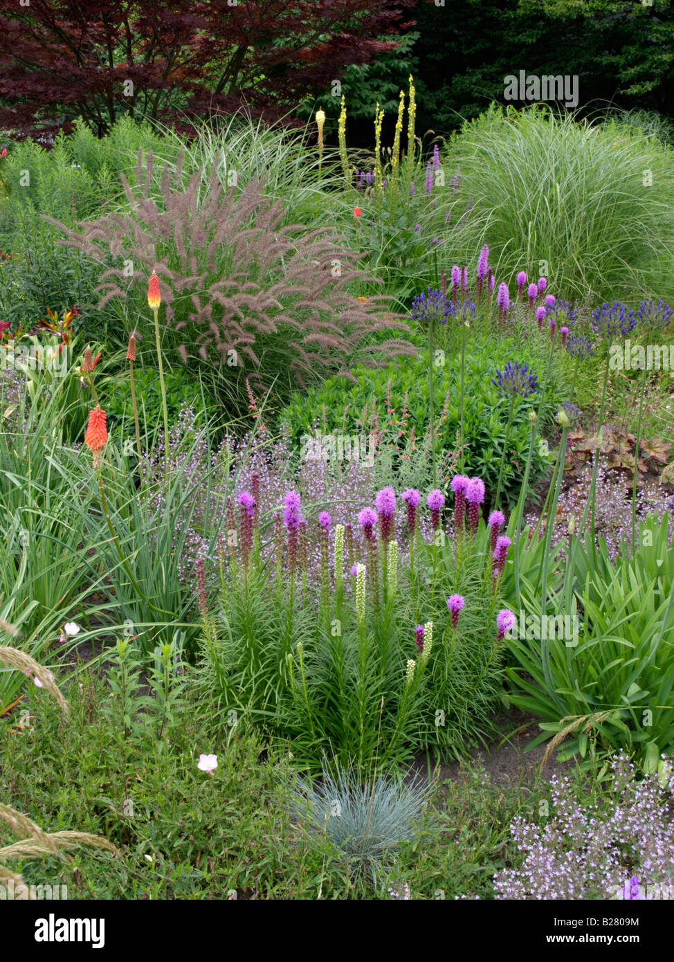Dense blazing star (Liatris spicata), torch lily (Kniphofia) and African lily (Agapanthus) Stock Photo