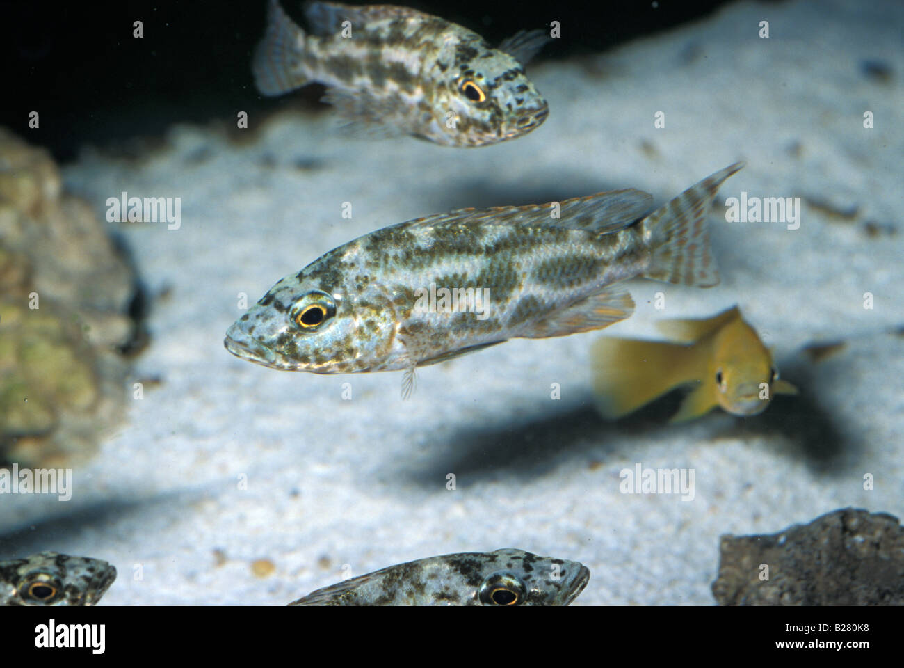 Nimbochromis polystigma, Malawi Lake cichlid, Africa Stock Photo