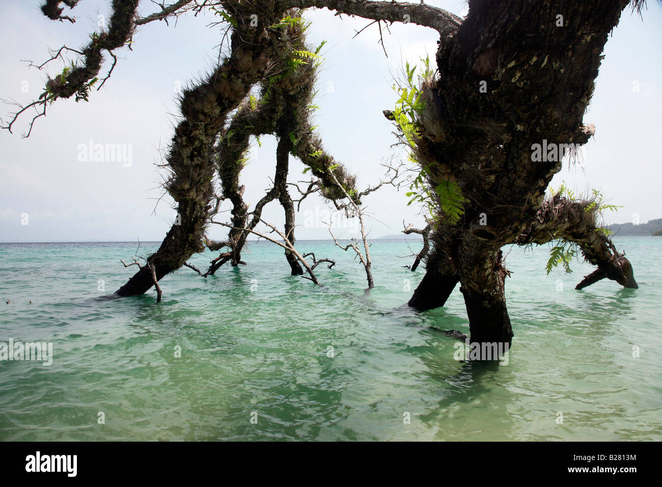 Tree branches are touching the sea water at Havelock,island,Andaman,India Stock Photo