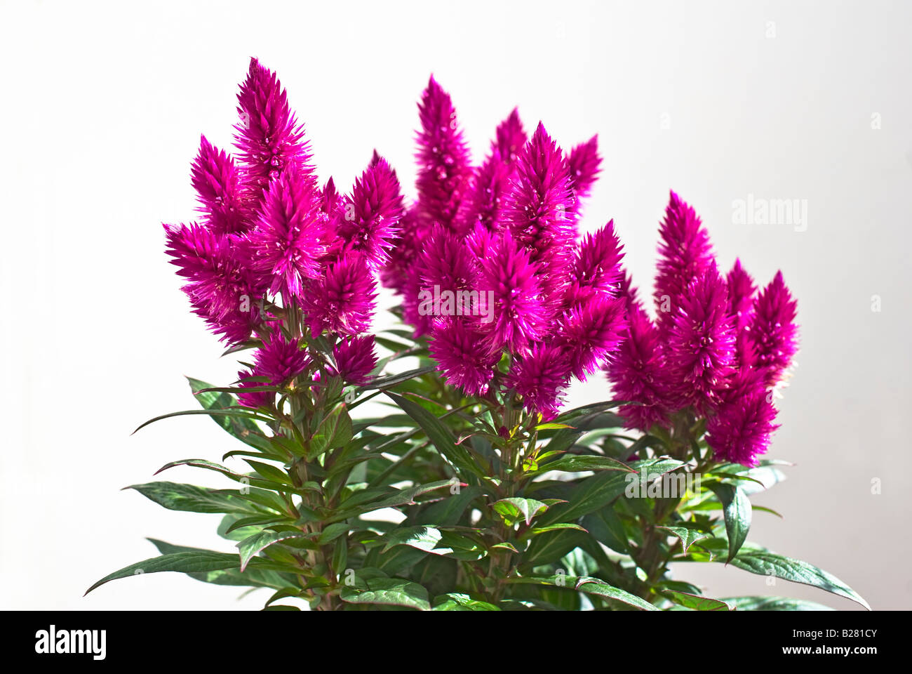 Celosia caracas Venzuela in flower in July Stock Photo - Alamy