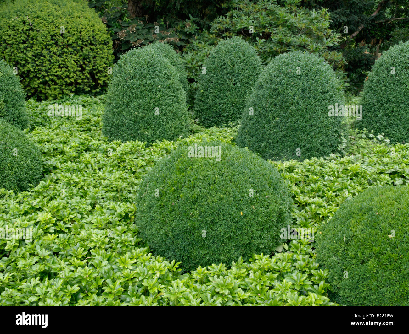Common boxwood (Buxus sempervirens) and Japanese spurge (Pachysandra terminalis) Stock Photo
