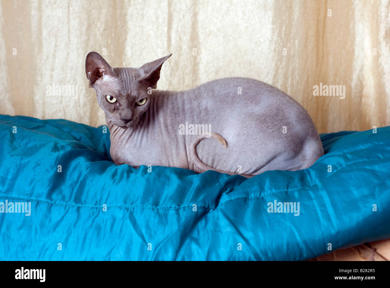 Sphynx cat also known as Canadian Hairless is a rare breed of cat known for its lack of a coat