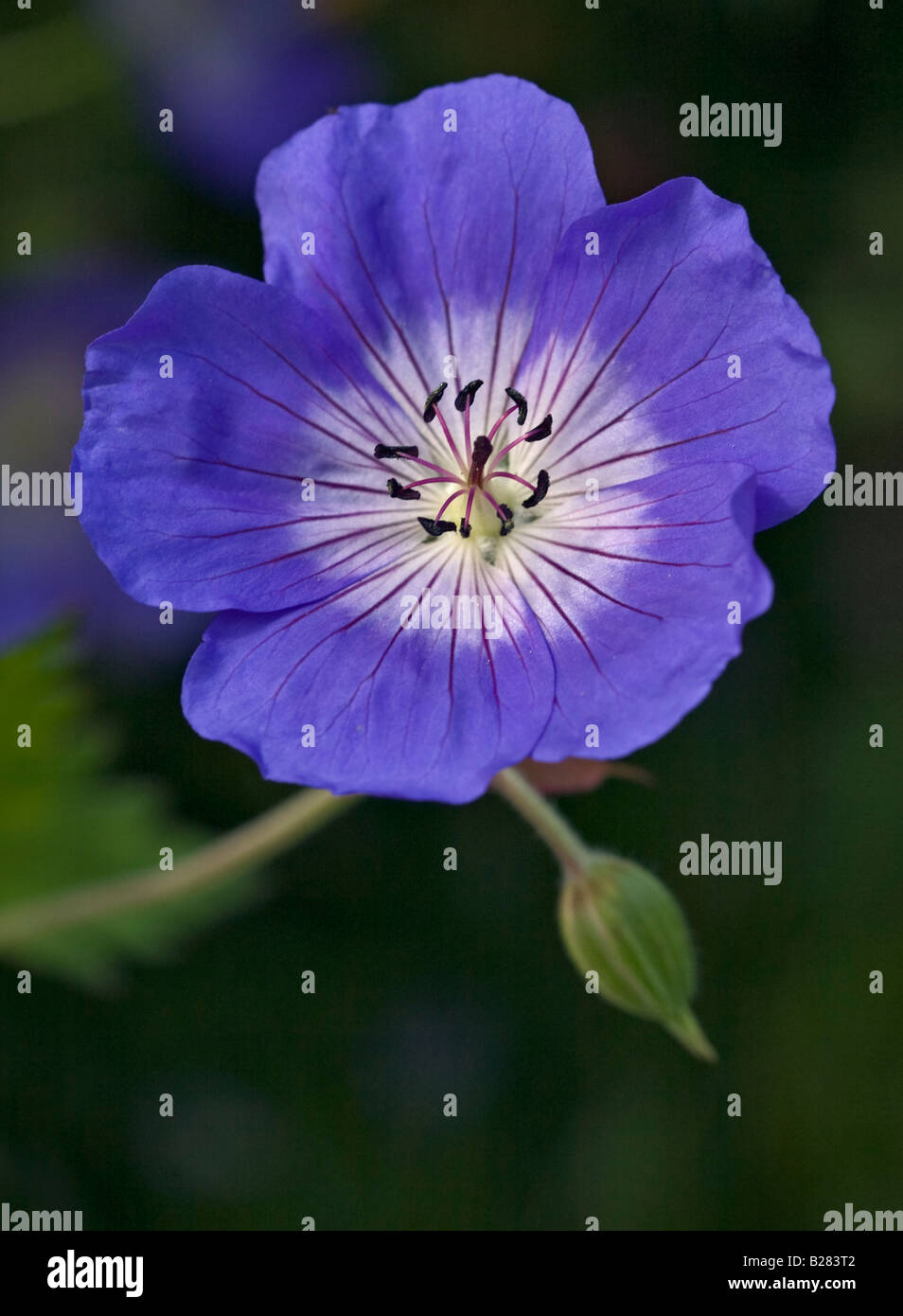 Blue Geranium species Stock Photo