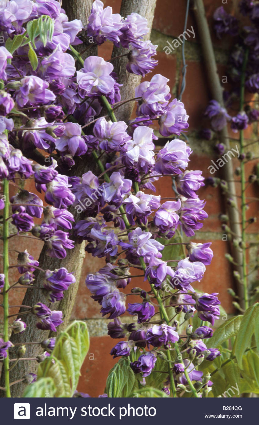 Wisteria Floribunda Black Dragon Stock Photos & Wisteria Floribunda