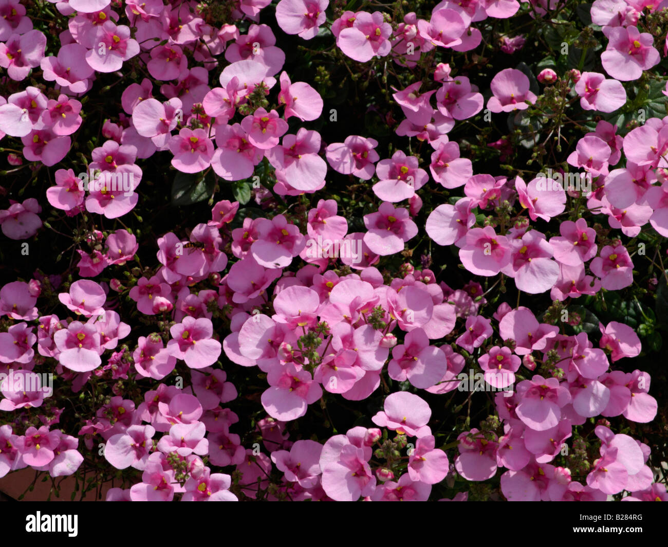 Diascia vigilis 'Darla Light Pink' Stock Photo