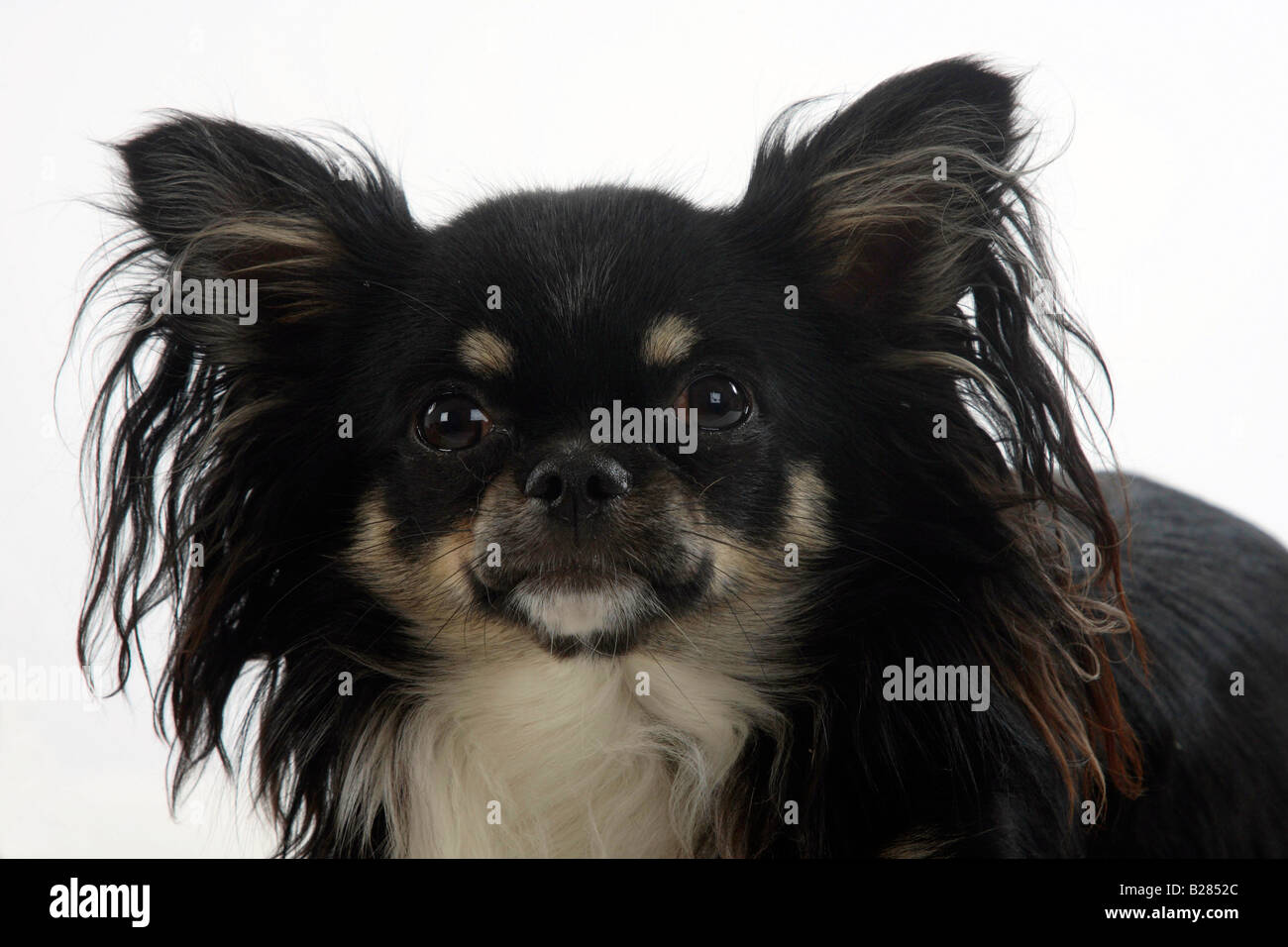 Chihuahua longhaired Stock Photo