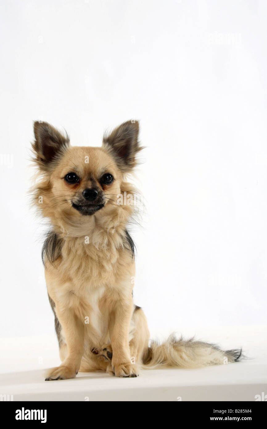 Chihuahua longhaired Stock Photo