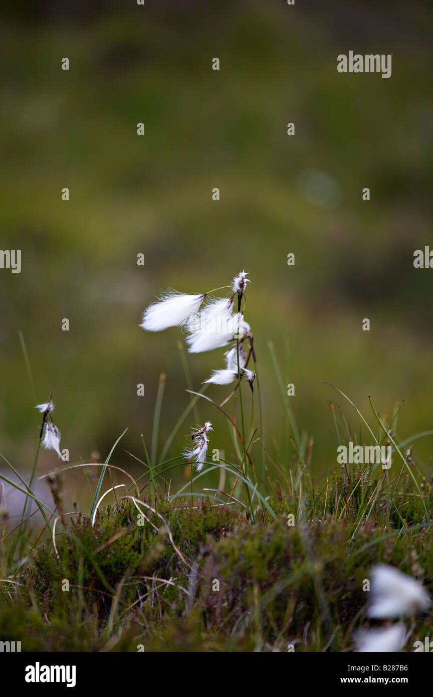 Bog cotton wild flowers Stock Photo Alamy