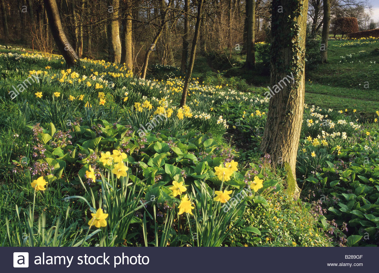 Mixed Daffodils Stock Photos & Mixed Daffodils Stock Images Alamy