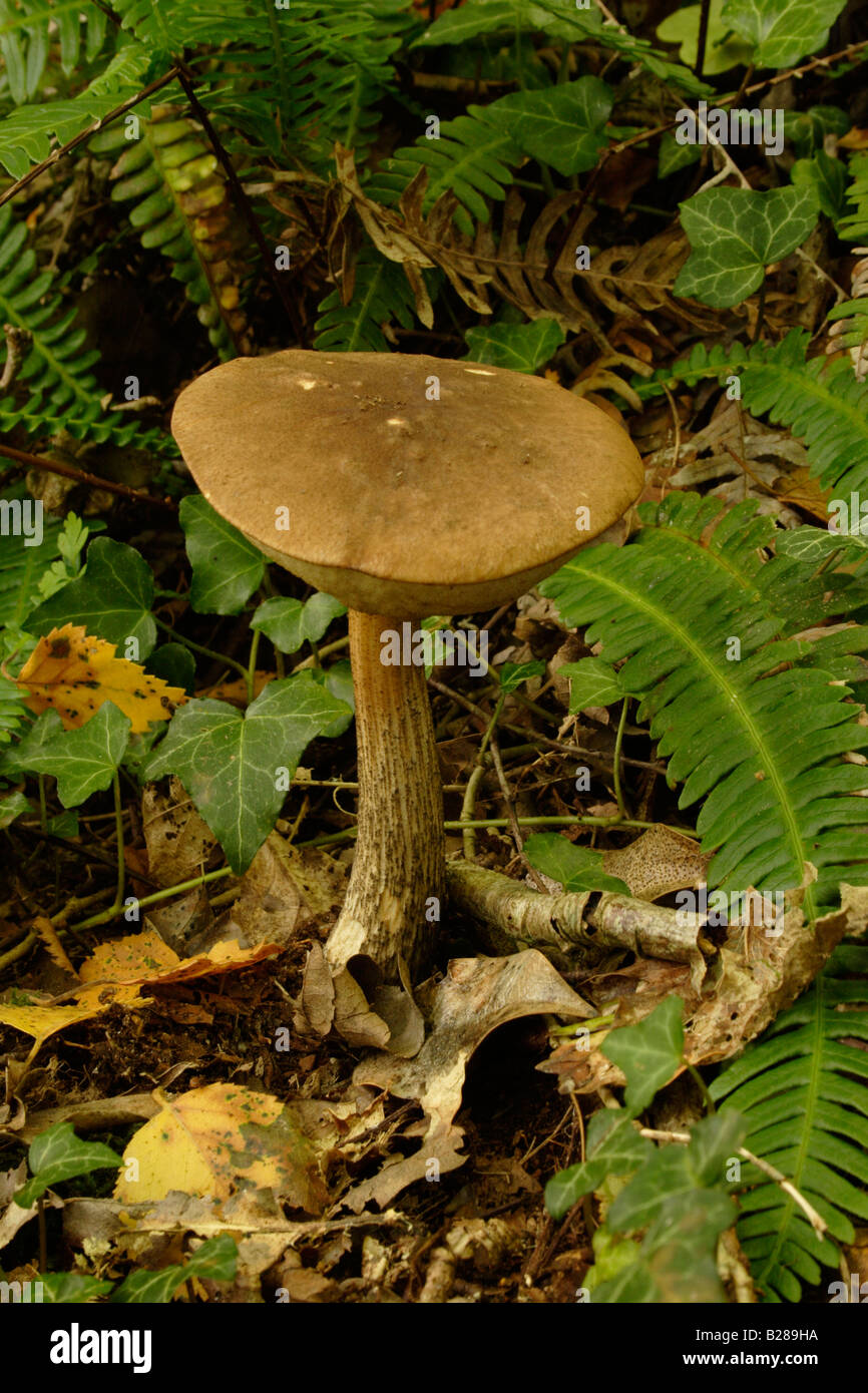Brown birch bolete fungus Leccinum scabrum under birch UK Stock Photo