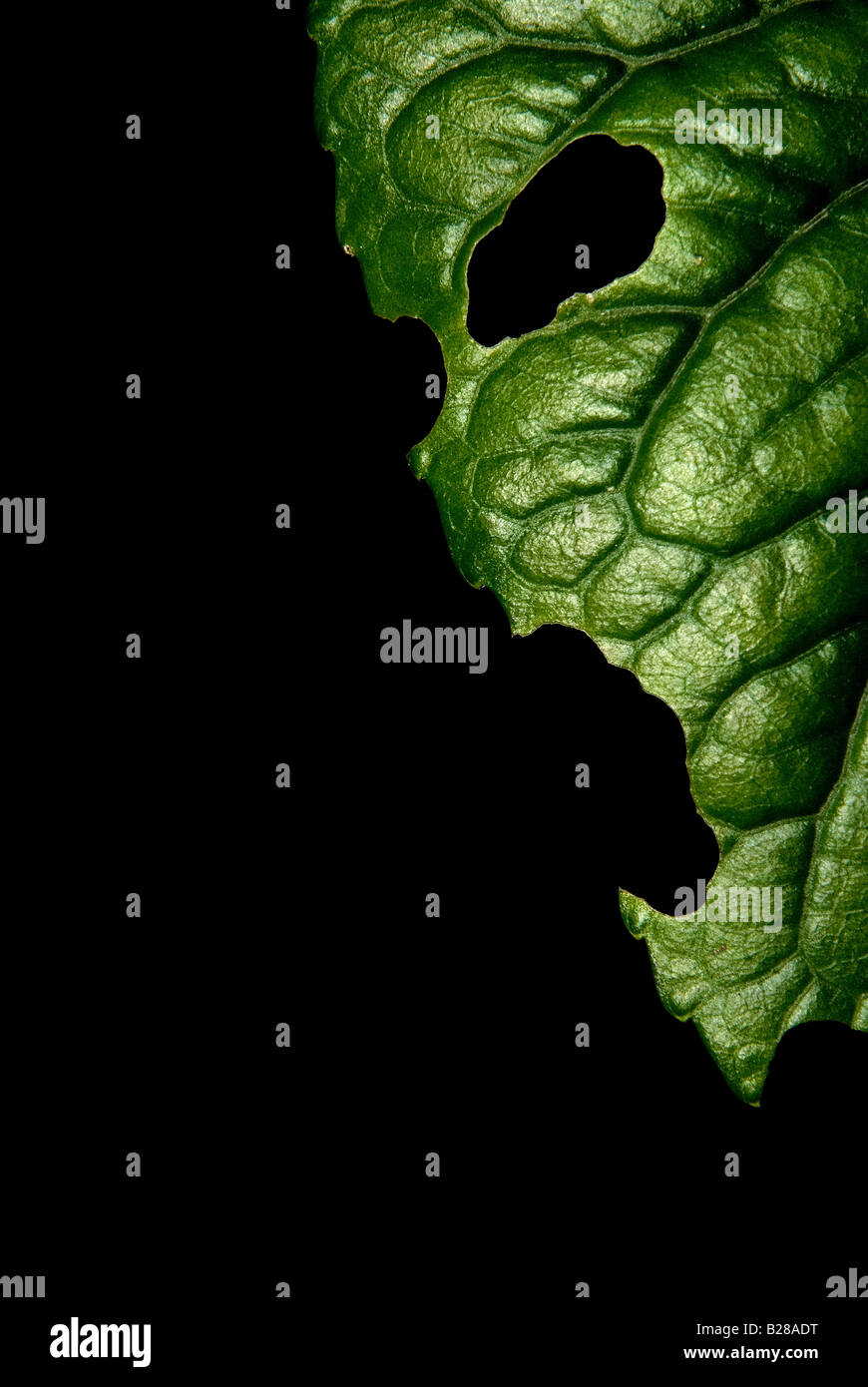 Green leaf with human expression of anger Stock Photo