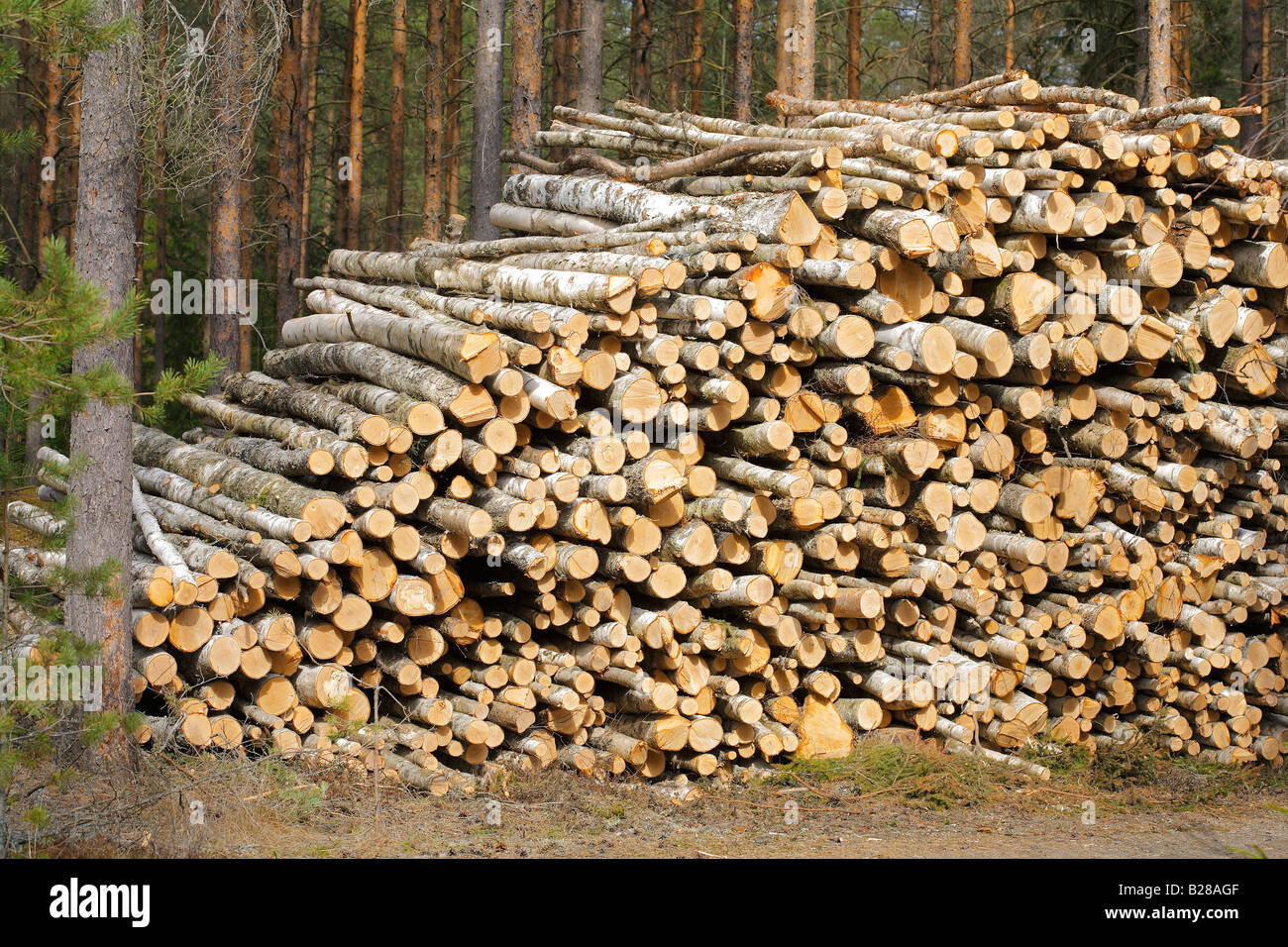 Pulpwood hires stock photography and images Alamy