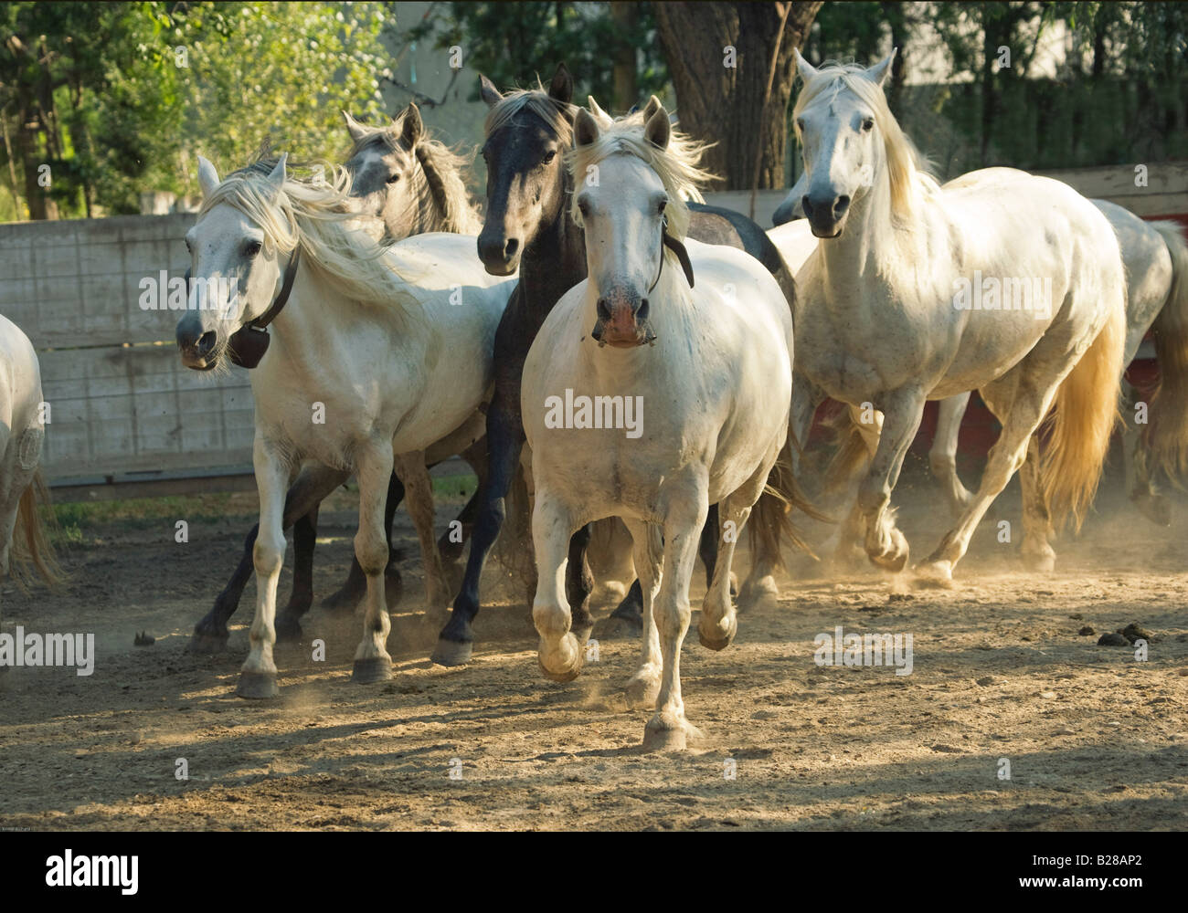 horse mare free herd beautiful white camargue foal Stock Photo